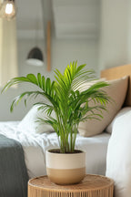 Lot De 2 Palmiers Areca Doré S – Plante D’Intérieur
