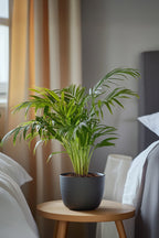 Lot De 2 Palmiers Areca Doré S – Plante D’Intérieur