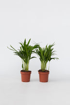Lot De 2 Palmiers Areca Doré S – Plante D’Intérieur