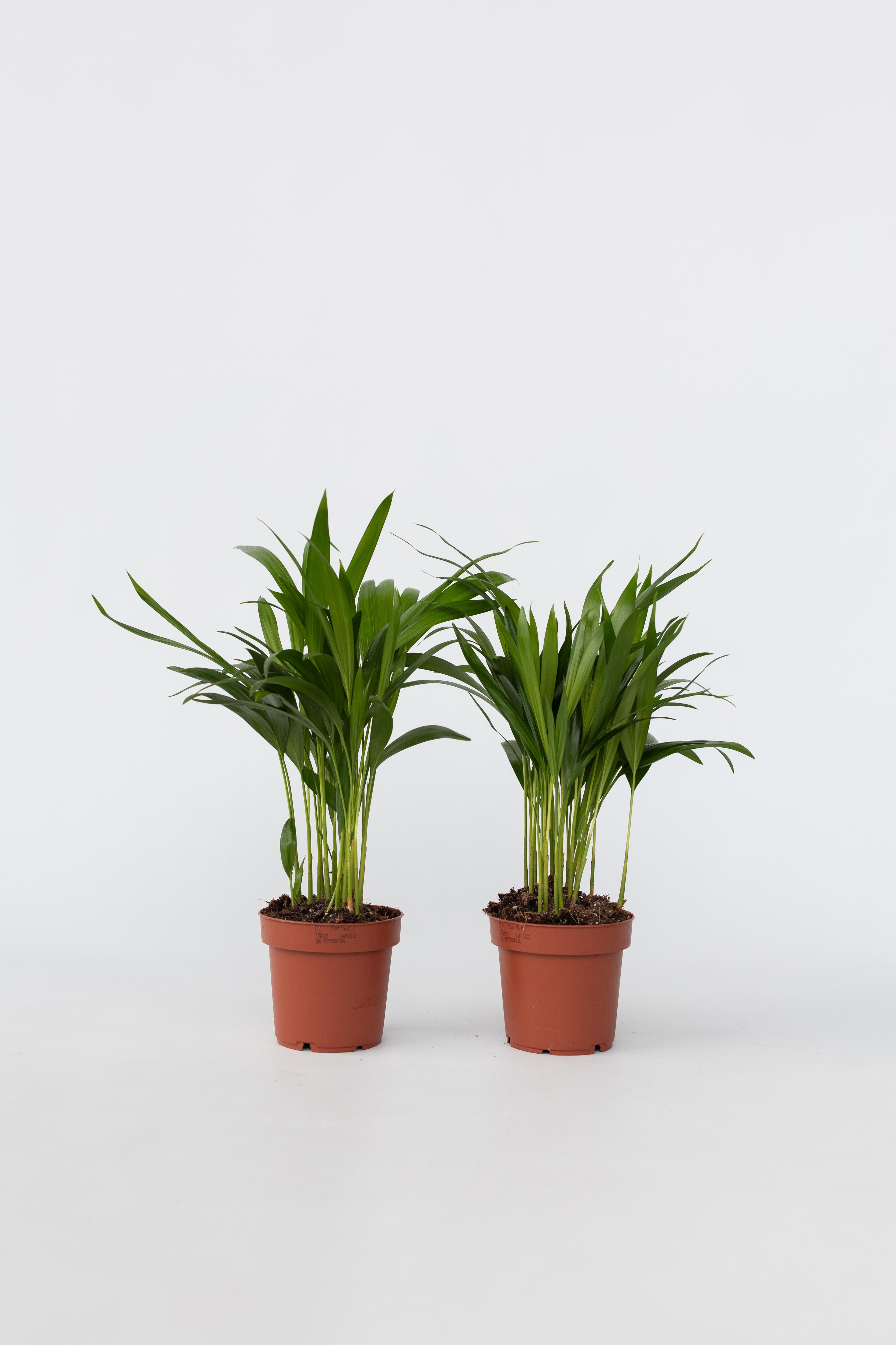 Lot De 2 Palmiers Areca Doré S – Plante D’Intérieur