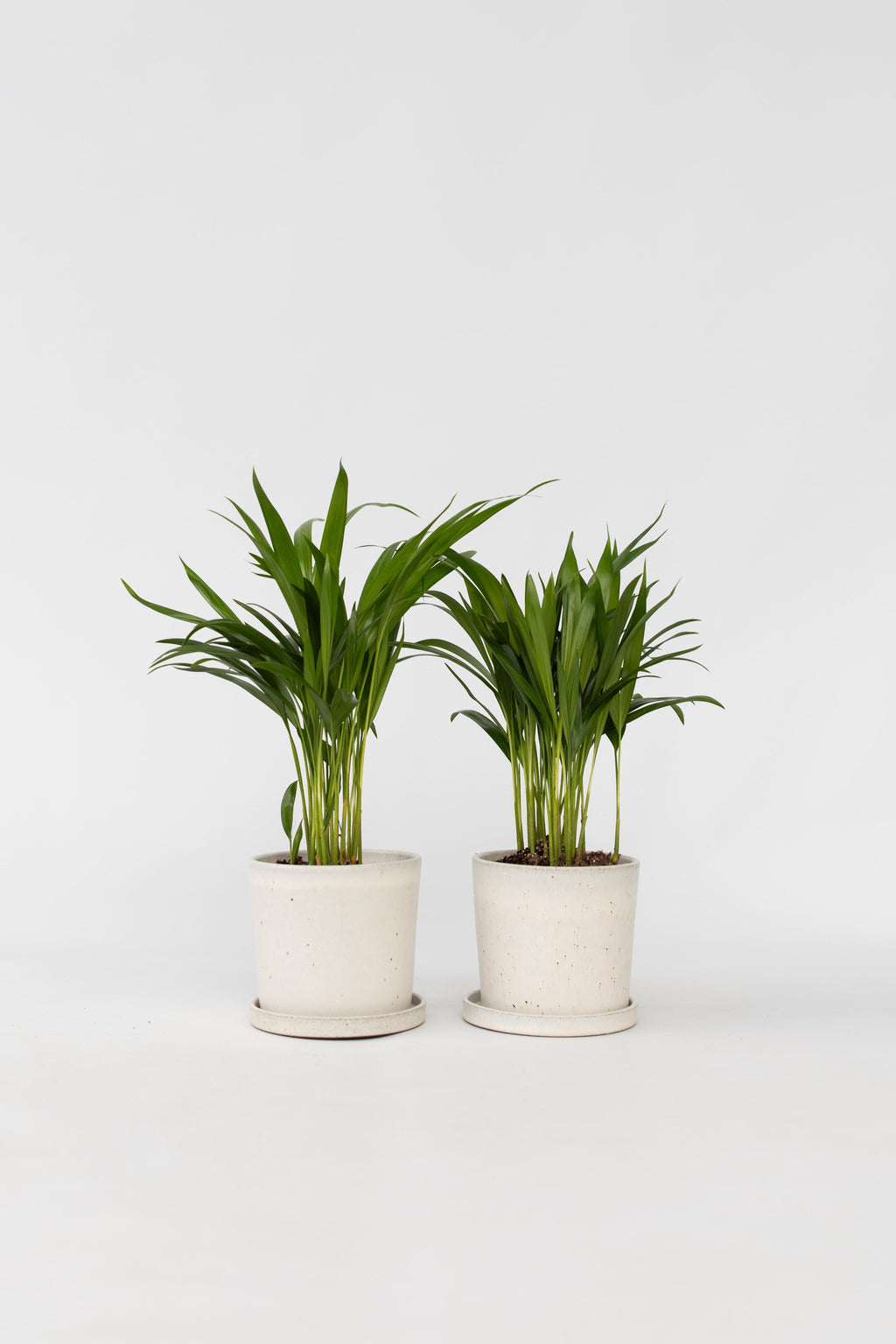 Lot De 2 Palmiers Areca Doré S – Plante D’Intérieur