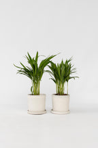 Lot De 2 Palmiers Areca Doré S – Plante D’Intérieur