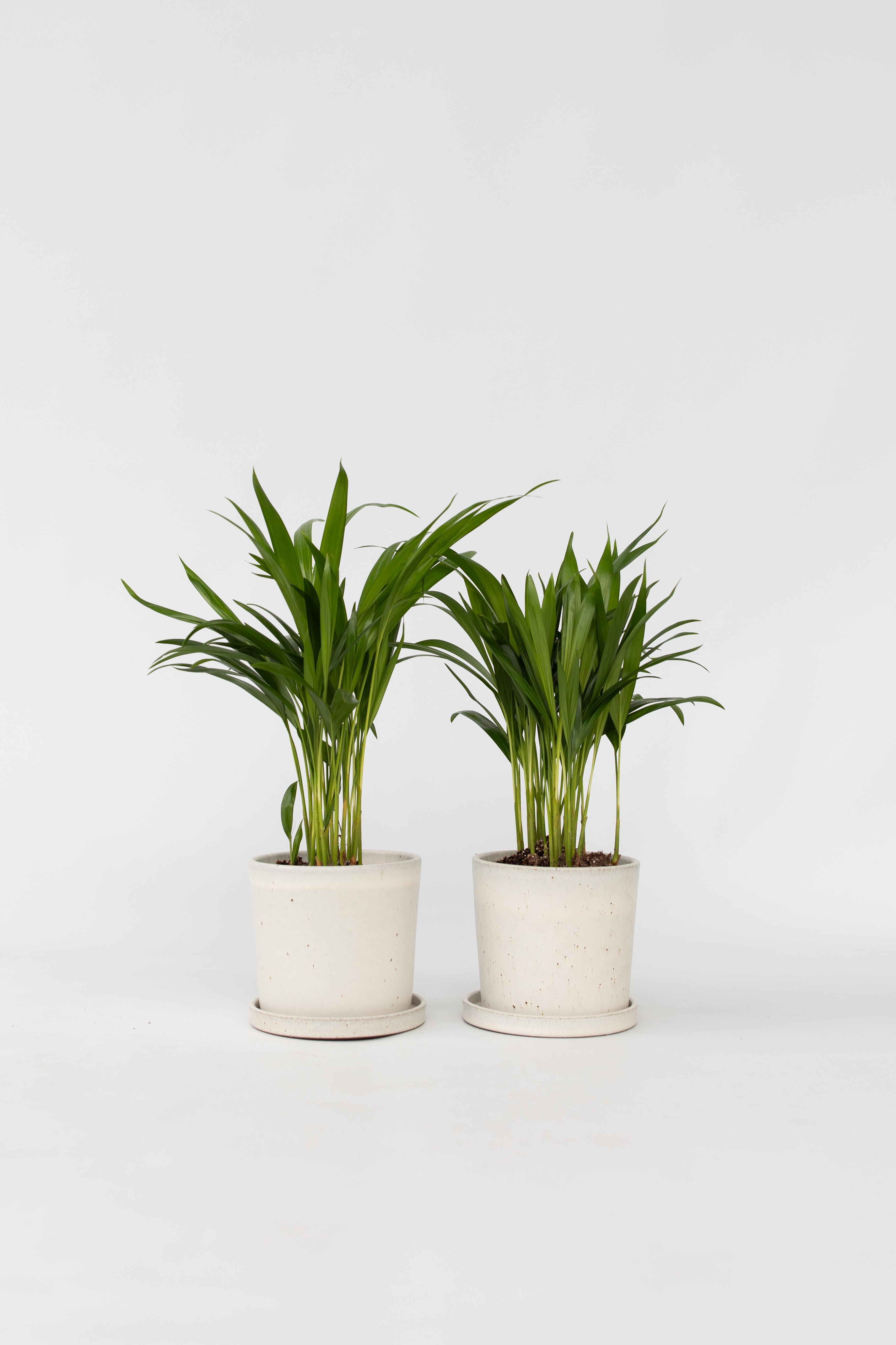 Lot De 2 Palmiers Areca Doré S – Plante D’Intérieur