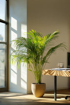 Palmier Areca Doré – Plante D’Intérieur