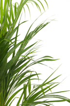 Palmier Areca Doré – Plante D’Intérieur