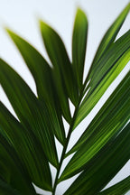 Palmier Areca Doré – Plante D’Intérieur