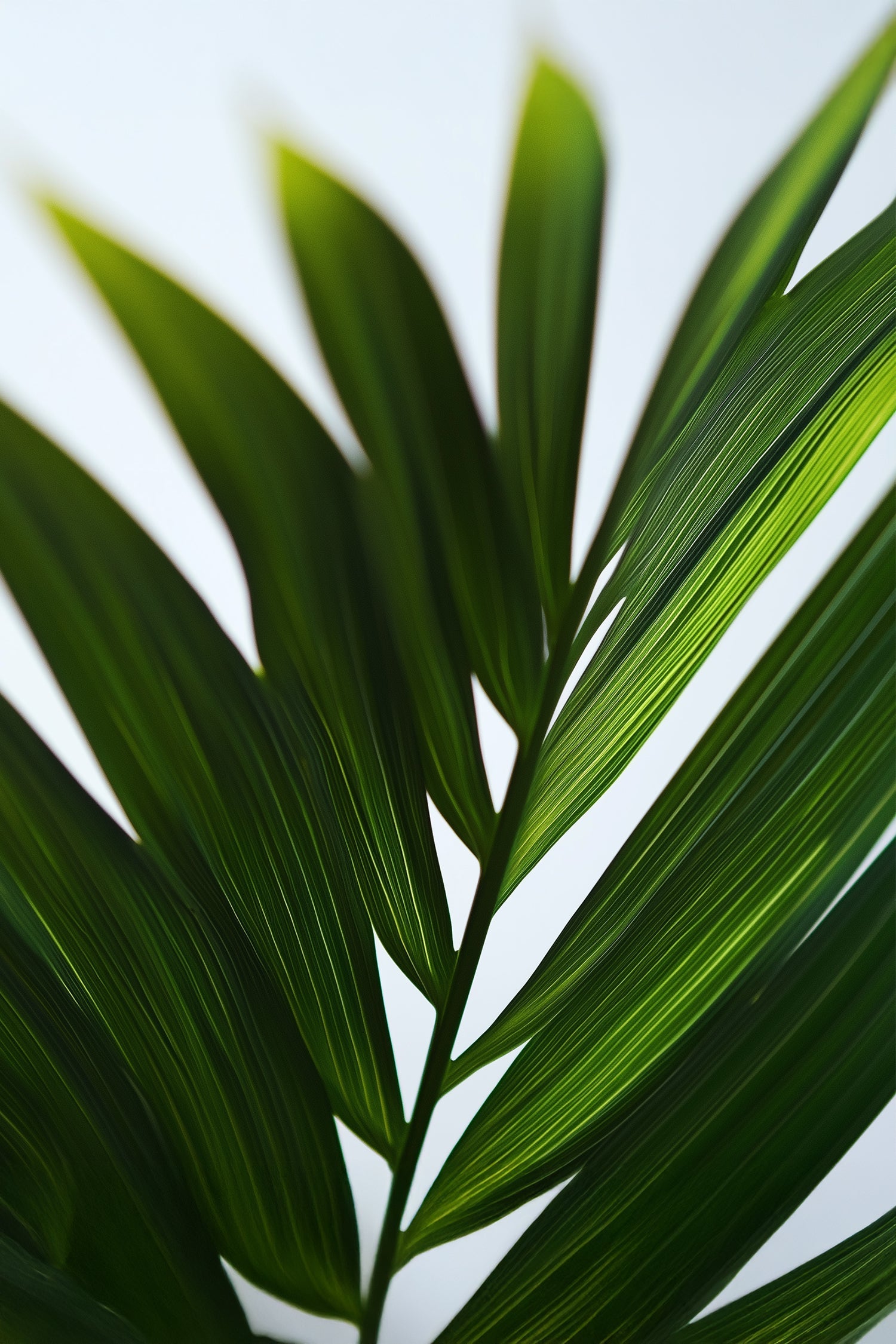 Palmier Areca Doré – Plante D’Intérieur