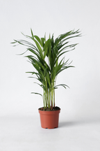 Palmier Areca Doré – Plante D’Intérieur