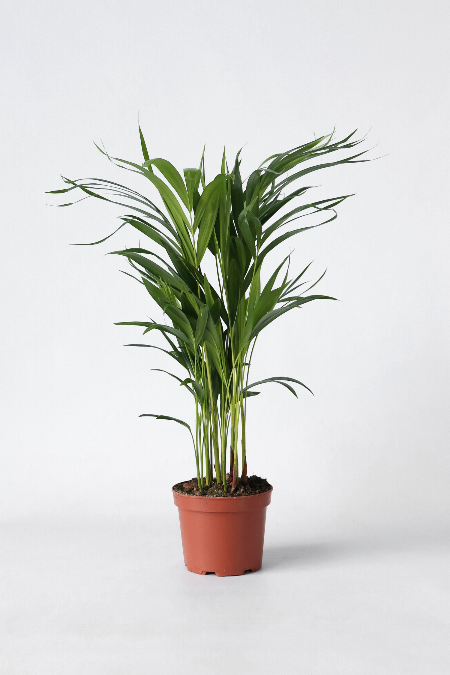 Palmier Areca Doré – Plante D’Intérieur