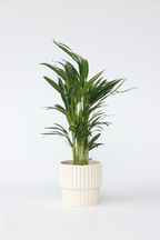 Palmier Areca Doré – Plante D’Intérieur