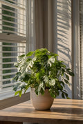 Monstera Minima - Lot De 2 - Plantes D'Intérieur