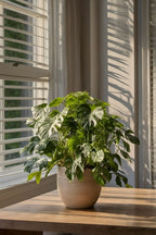 Monstera Minima - Lot De 2 - Plantes D'Intérieur