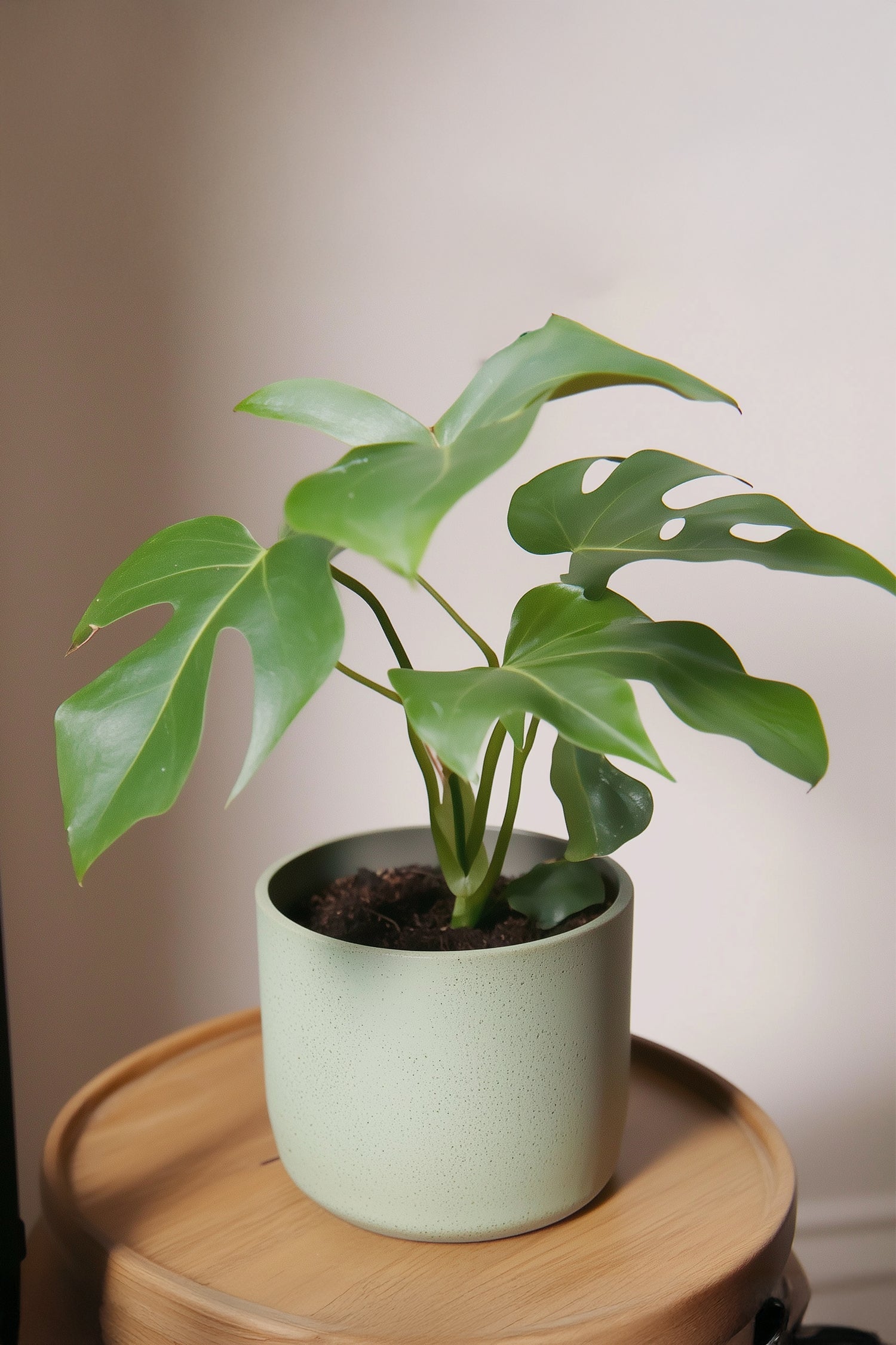 Monstera Minima - Lot De 2 - Plantes D'Intérieur