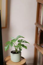 Lot De 2 Monstera Minima – Plante D’Intérieur