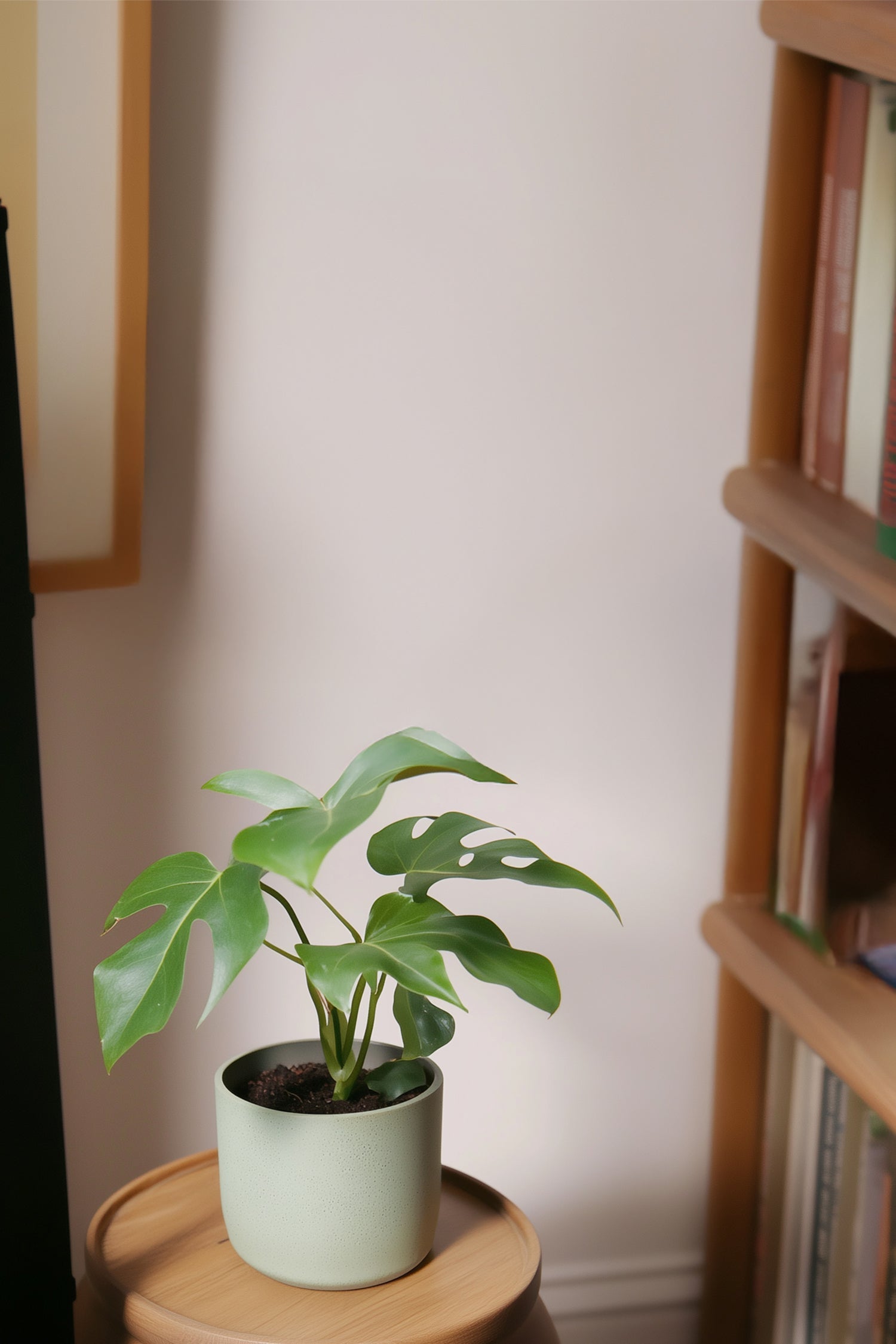 Lot De 2 Monstera Minima – Plante D’Intérieur