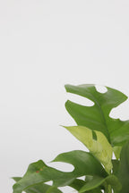 Monstera Minima - Lot De 2 - Plantes D'Intérieur