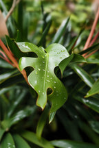 Lot De 2 Monstera Minima – Plante D’Intérieur