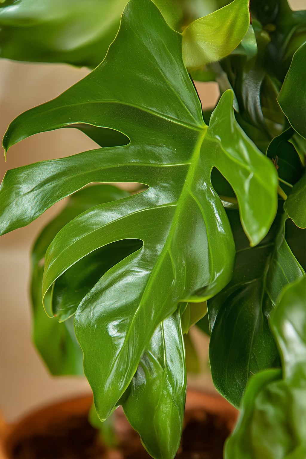 Lot De 2 Monstera Minima – Plante D’Intérieur