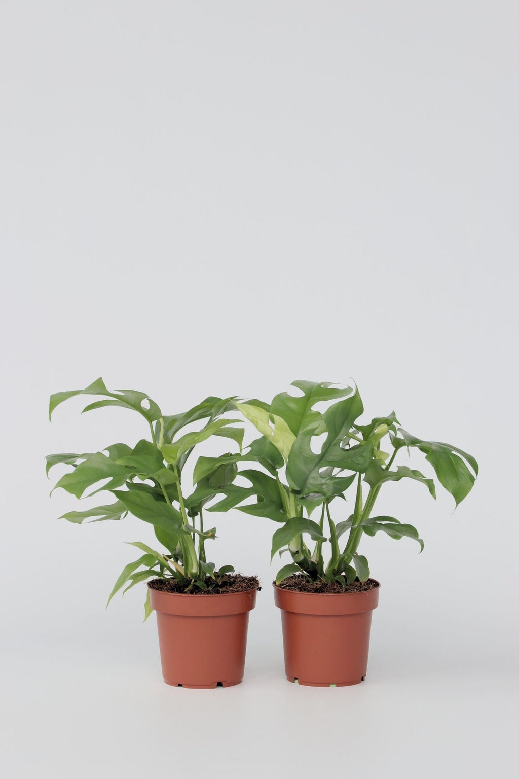 Lot De 2 Monstera Minima – Plante D’Intérieur