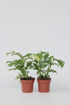 Monstera Minima - Lot De 2 - Plantes D'Intérieur
