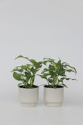 Lot De 2 Monstera Minima – Plante D’Intérieur