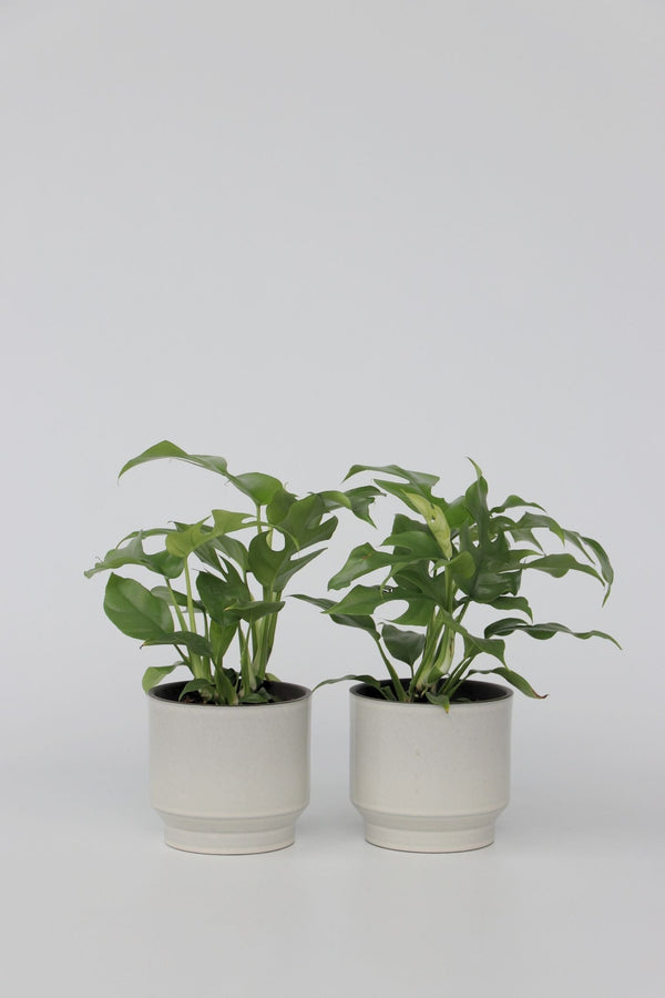 Lot De 2 Monstera Minima – Plante D’Intérieur