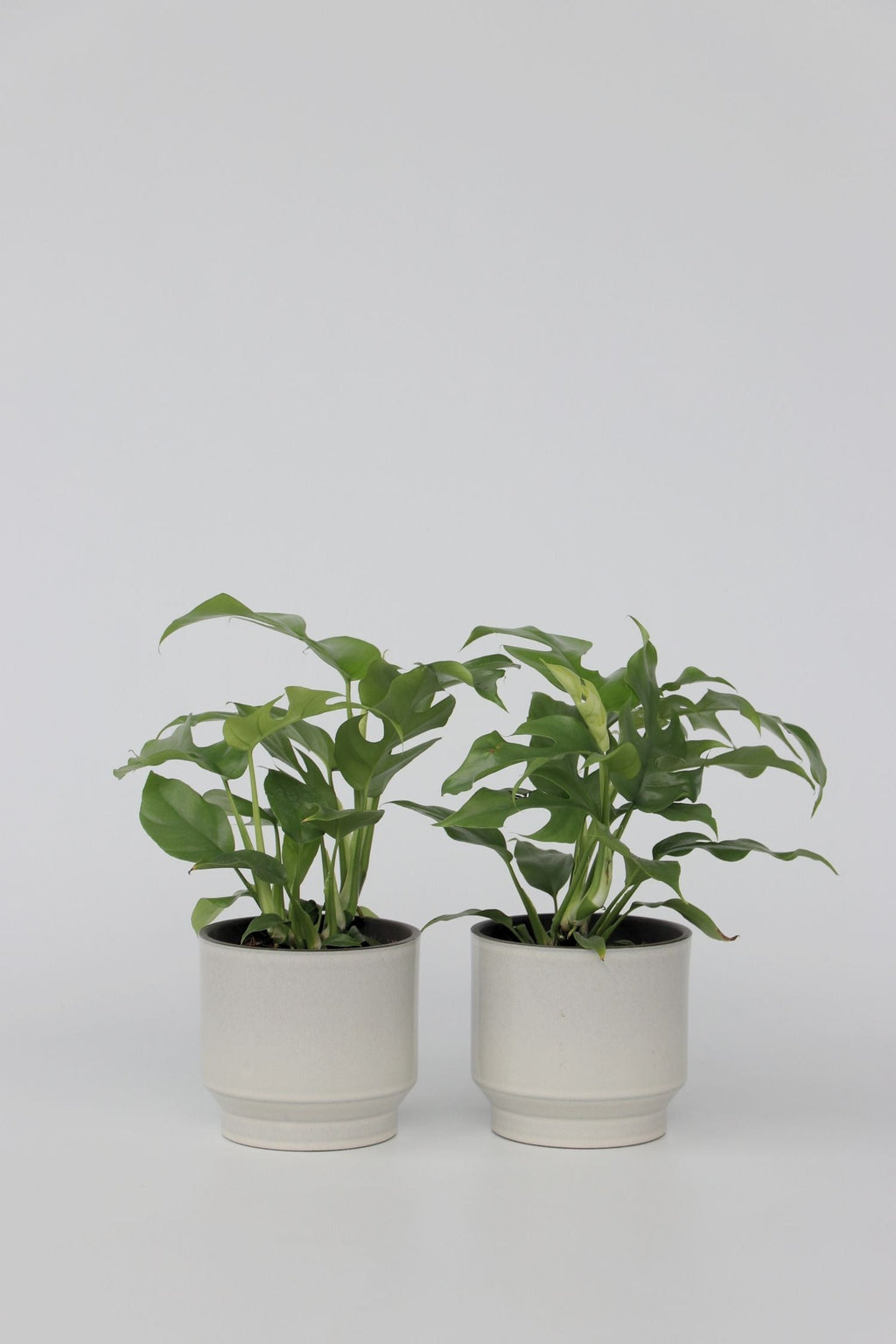 Monstera Minima - Lot De 2 - Plantes D'Intérieur