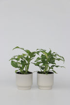 Monstera Minima - Lot De 2 - Plantes D'Intérieur