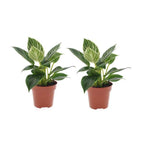 Lot 2 Philodendron 'White Wave' - Plantes D'Intérieur