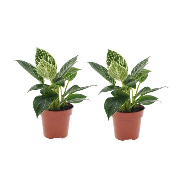 Lot 2 Philodendron 'White Wave' - Plantes D'Intérieur