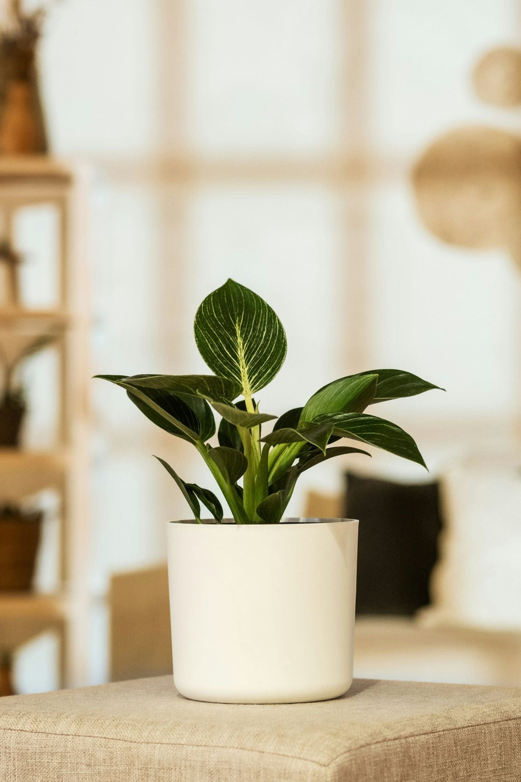Lot De 2 Philodendron White Wave – Plante D’Intérieur