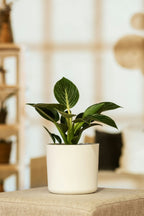 Lot De 2 Philodendron White Wave – Plante D’Intérieur