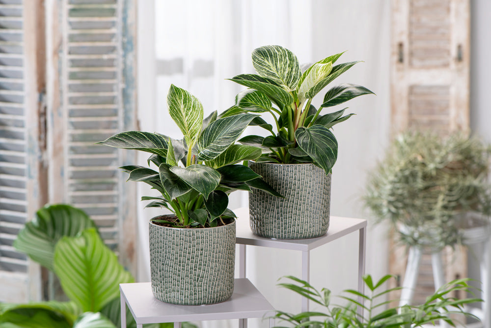 Lot 2 Philodendron 'White Wave' - Plantes D'Intérieur