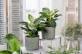 Lot 2 Philodendron 'White Wave' - Plantes D'Intérieur