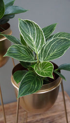 Lot 2 Philodendron 'White Wave' - Plantes D'Intérieur
