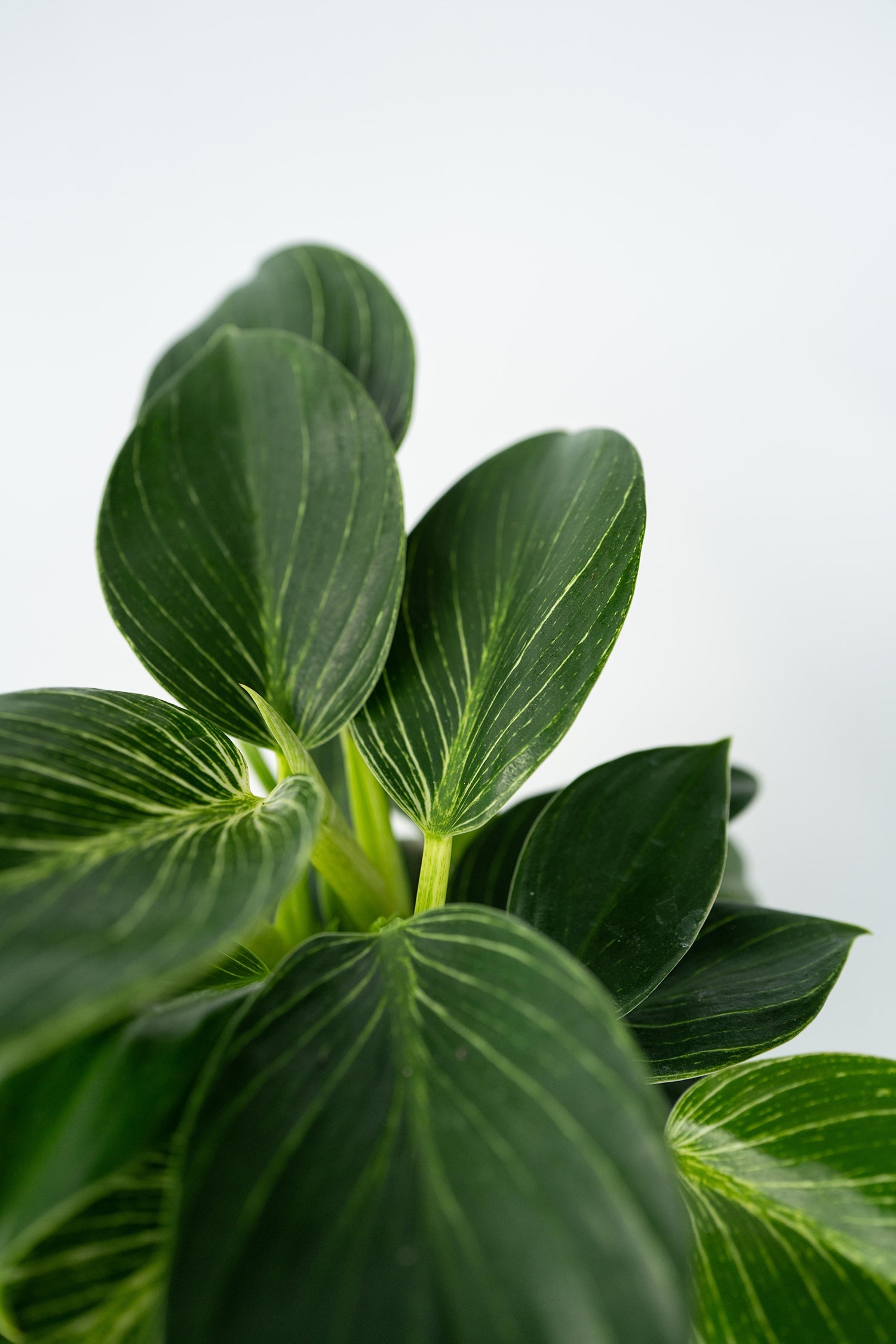 Lot De 2 Philodendron White Wave – Plante D’Intérieur
