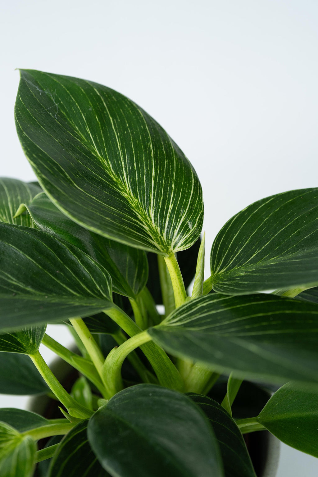 Lot De 2 Philodendron White Wave – Plante D’Intérieur