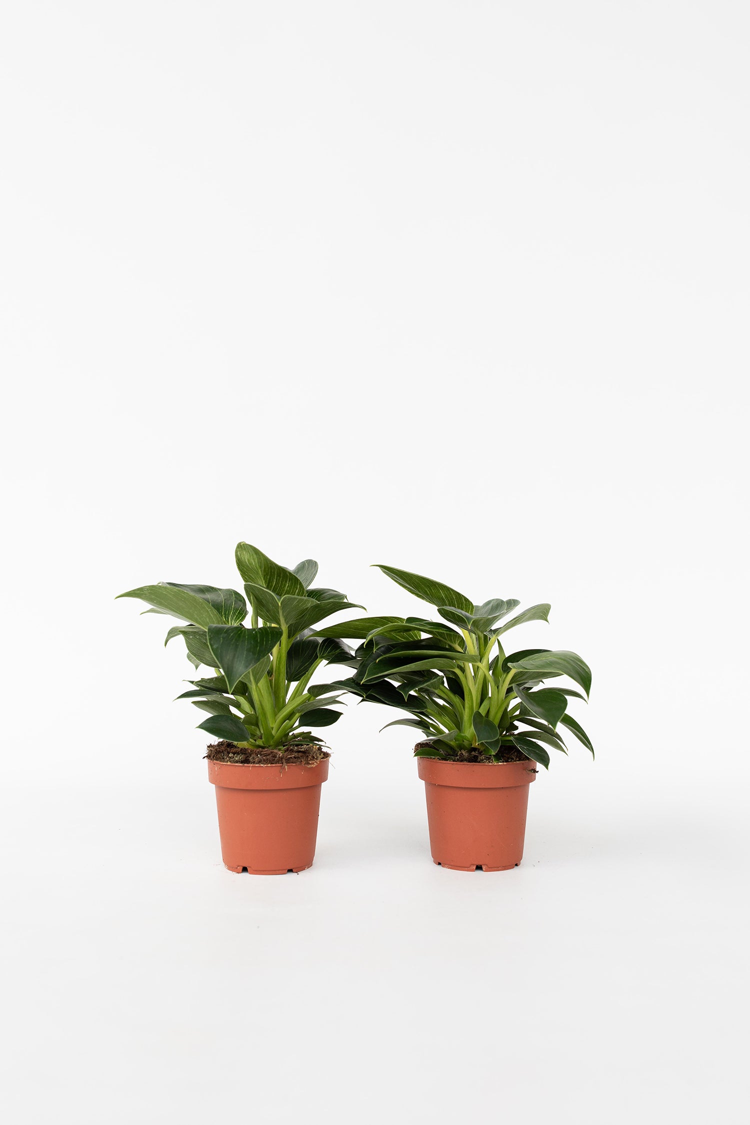 Lot De 2 Philodendron White Wave – Plante D’Intérieur