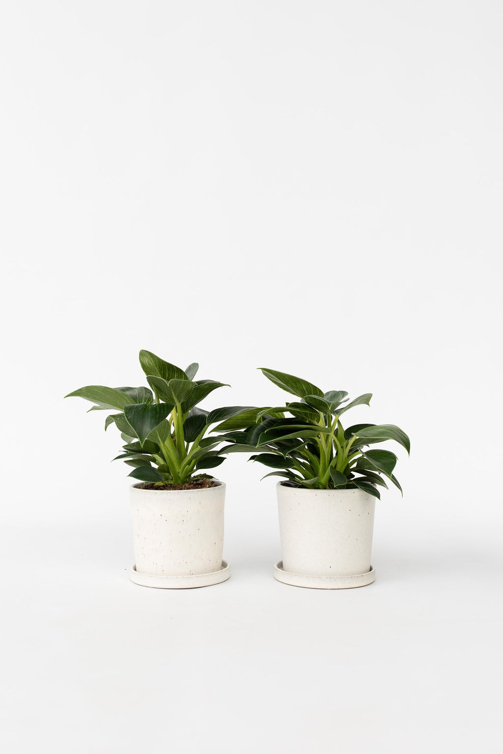 Lot De 2 Philodendron White Wave – Plante D’Intérieur
