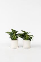Lot De 2 Philodendron White Wave – Plante D’Intérieur
