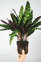 Lot 2 Calathea Insignis - Plantes D'Intérieur
