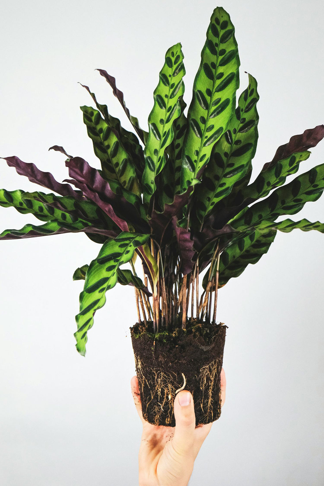 Lot 2 Calathea Insignis - Plantes D'Intérieur