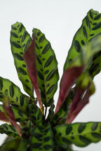 Lot De 2 Calathea Insignis – Plante D’Intérieur