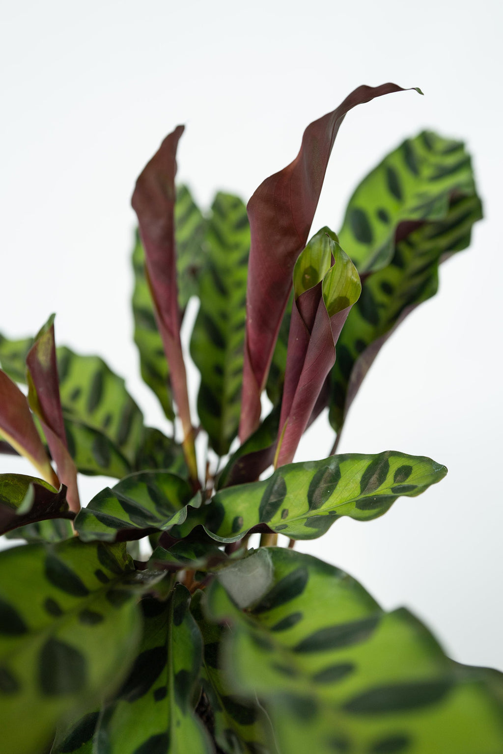 Lot De 2 Calathea Insignis – Plante D’Intérieur