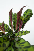 Lot De 2 Calathea Insignis – Plante D’Intérieur