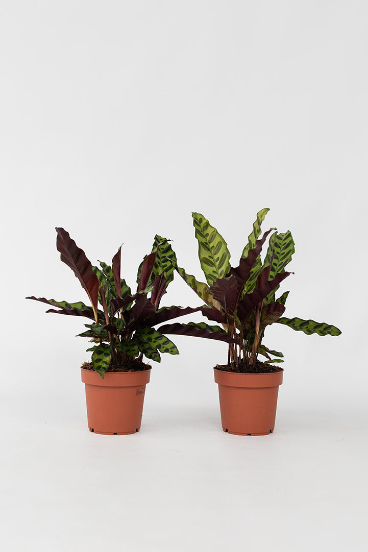 Lot 2 Calathea Insignis - Plantes D'Intérieur