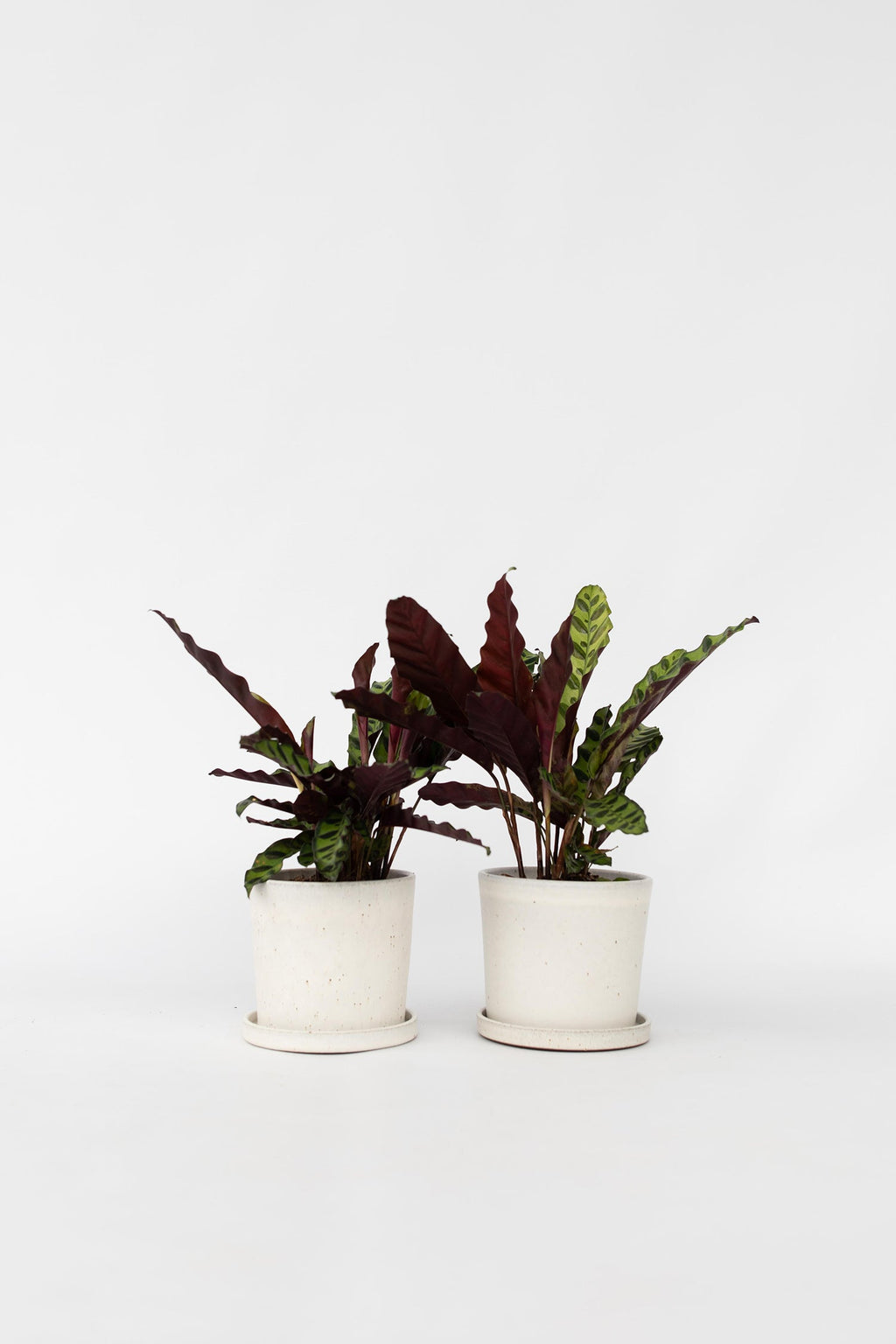 Lot De 2 Calathea Insignis – Plante D’Intérieur