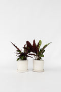 Lot De 2 Calathea Insignis – Plante D’Intérieur