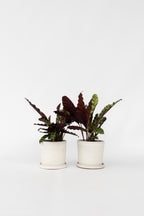 Lot De 2 Calathea Insignis – Plante D’Intérieur