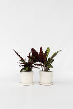 Lot 2 Calathea Insignis - Plantes D'Intérieur
